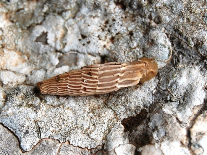 Siciliaria crassicostata nel trapanese